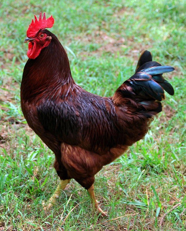 #OTD May 3, 1954, in an effort commemorate 100 years of the breed, the RI General Assembly officially recognized the Rhode Island Red as the State Bird. Originally developed in Little Compton as a dual-purpose breed (meant for both meat & eggs), they are now mostly bred for eggs.