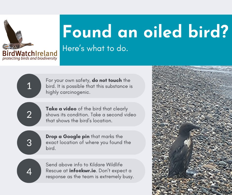 (AL) We are continuing to receive calls about oiled #seabirds, primarily Guillemots, from all along the #Wicklow and #Wexford coast. If you find an oiled seabird in the coming days, do not touch it. This is for your own safety. Instead, follow the steps below 👇 #oilspill