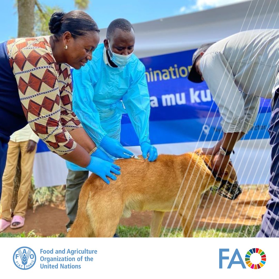 #Rabies is a neglected disease of poverty and frequently affects people in the most resource poor areas of the world #Zeroby30 @FAO,@WHO ,@WOAH & @UARForum are working together to end human deaths from dog-mediated rabies by 2030 👉 openknowledge.fao.org/items/fd4f6eaa…