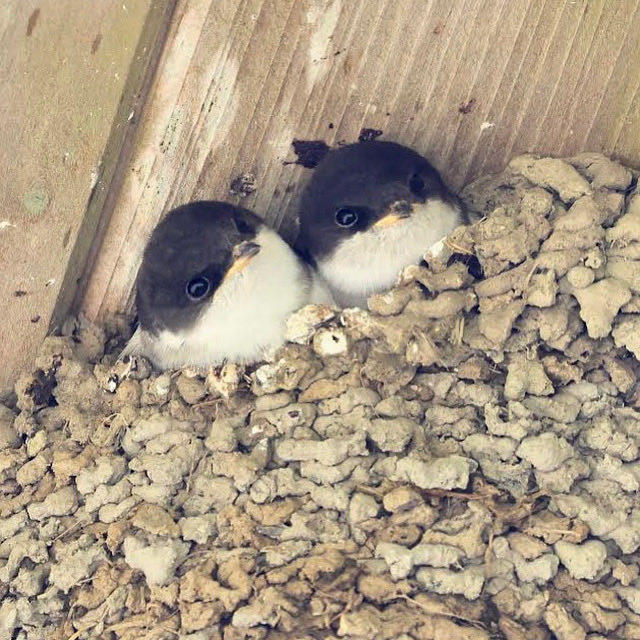 The house martins are back for the second year. So thrilled! These are the young ones from last time. #housemartins #Waterford ⁦@BioDataCentre⁩