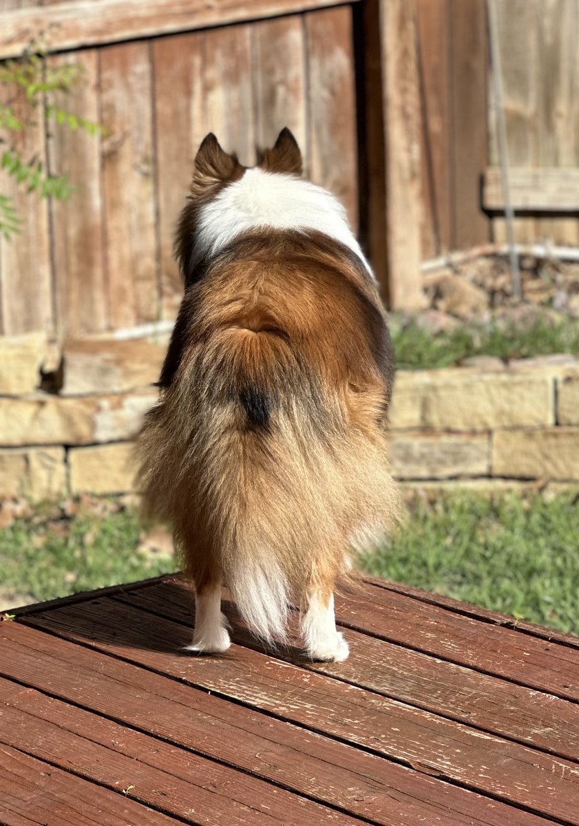 Happy #fluffybuttfriday my friends. Hope you have a happy day furry friends and all your peeps. 😘😊🐾❤️