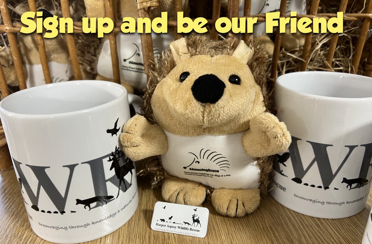 🦔 Join our HAWR Friends scheme and you will receive an exclusive Amazing Grace hedgehog, a rescue coffee mug along with our unique pin badge. 🦌 Regular donations are important to us to enable us to plan ahead 🦊 Your support is very much appreciated! ow.ly/lzVy50KPlmz