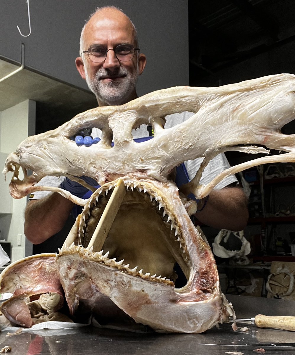Large Great Hammerhead skull for a display in a large aquarium in Europe #elasmomorph #greathammerhead #sharkskull