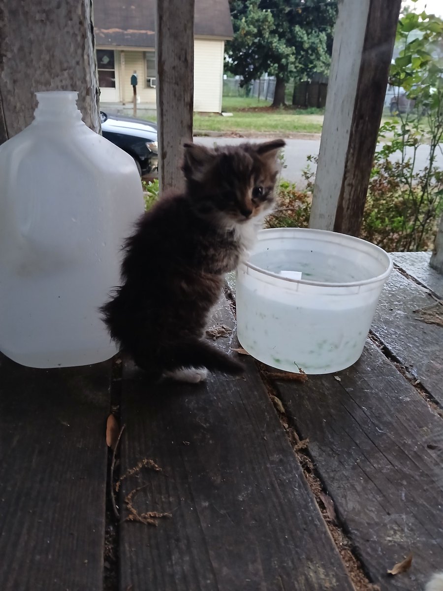 I hope the kitty learns to eat. I've seen so many kittens starve to death after being weaned, they just don't make the transition to solid food. Seeing it drink water is a good sign I guess