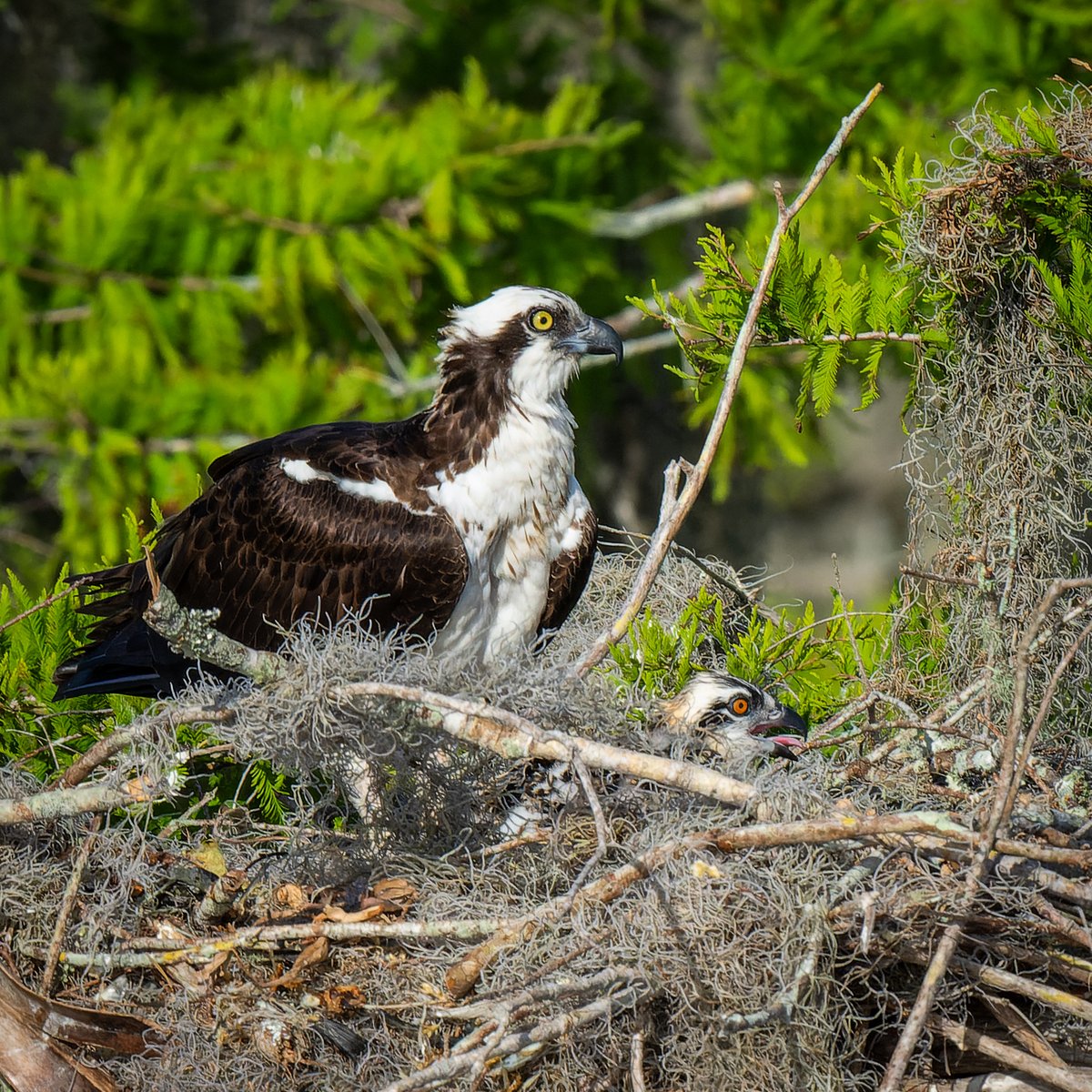 Juvenile Ospreys have orange eyes that change to yellow as they mature.
#photography #NaturePhotography #wildlifephotography #thelittlethings