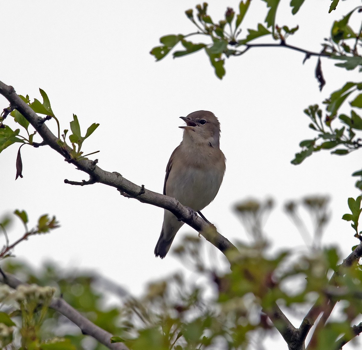 Celebrate International Dawn Chorus Day by joining us for the Minsmere Song Contest, starring Nightingale, the Warbler Family, Bittern, Avocet and more. Read our blog for full details of the line up. #Eurovision2024 Photo: Garden Warbler by Steve Everett community.rspb.org.uk/placestovisit/…