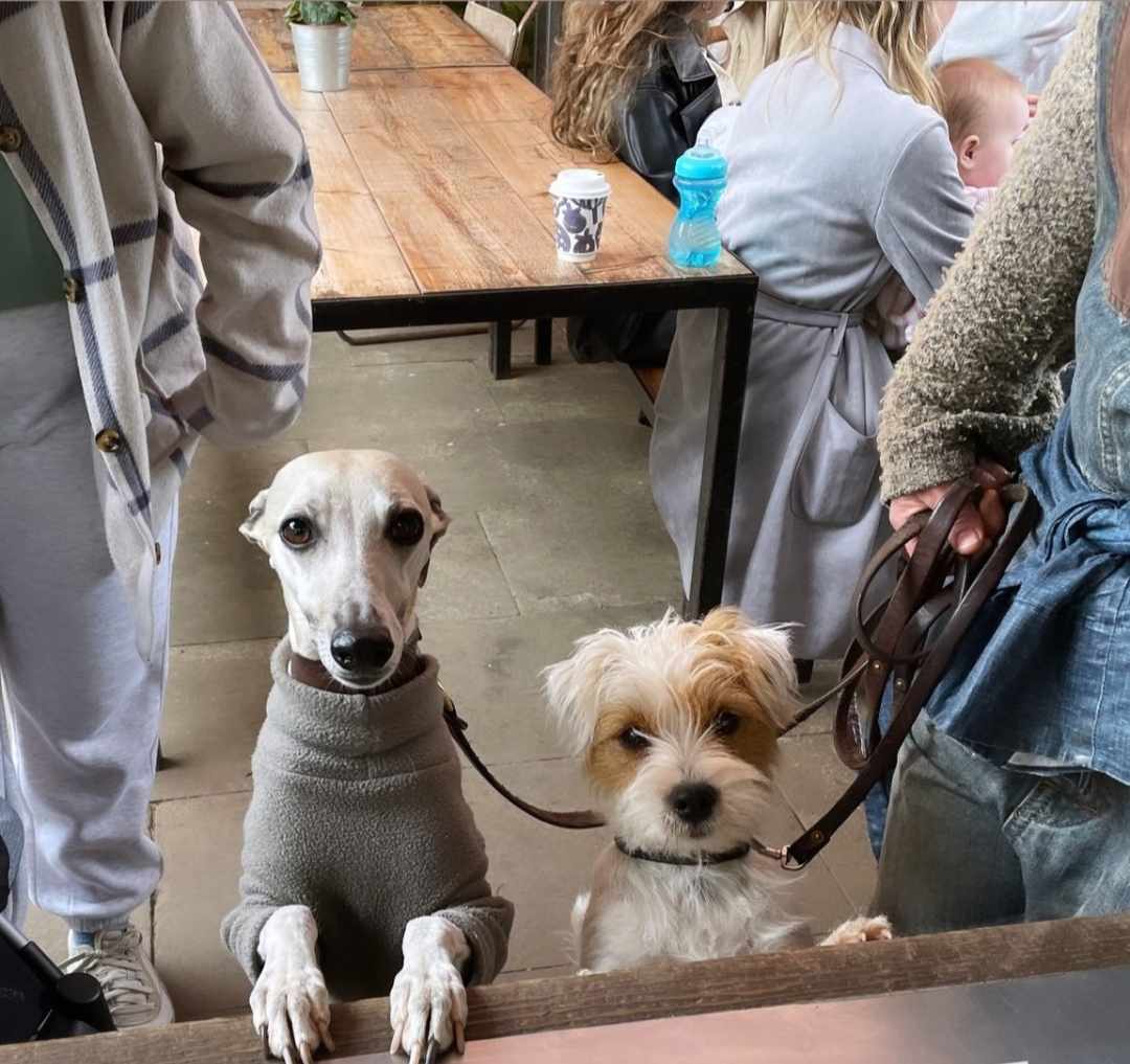 Oh just look at these adorable doggies. They were so well behaved waiting for their dog treats. That's right, we don't just have treats for you humans, we also have treats for your doggies. Awwwwwww. #Cardiff #Cardiffdogs #Cardiffdog #Cardiffcoffee #Cardiffcafe #dogfriendly
