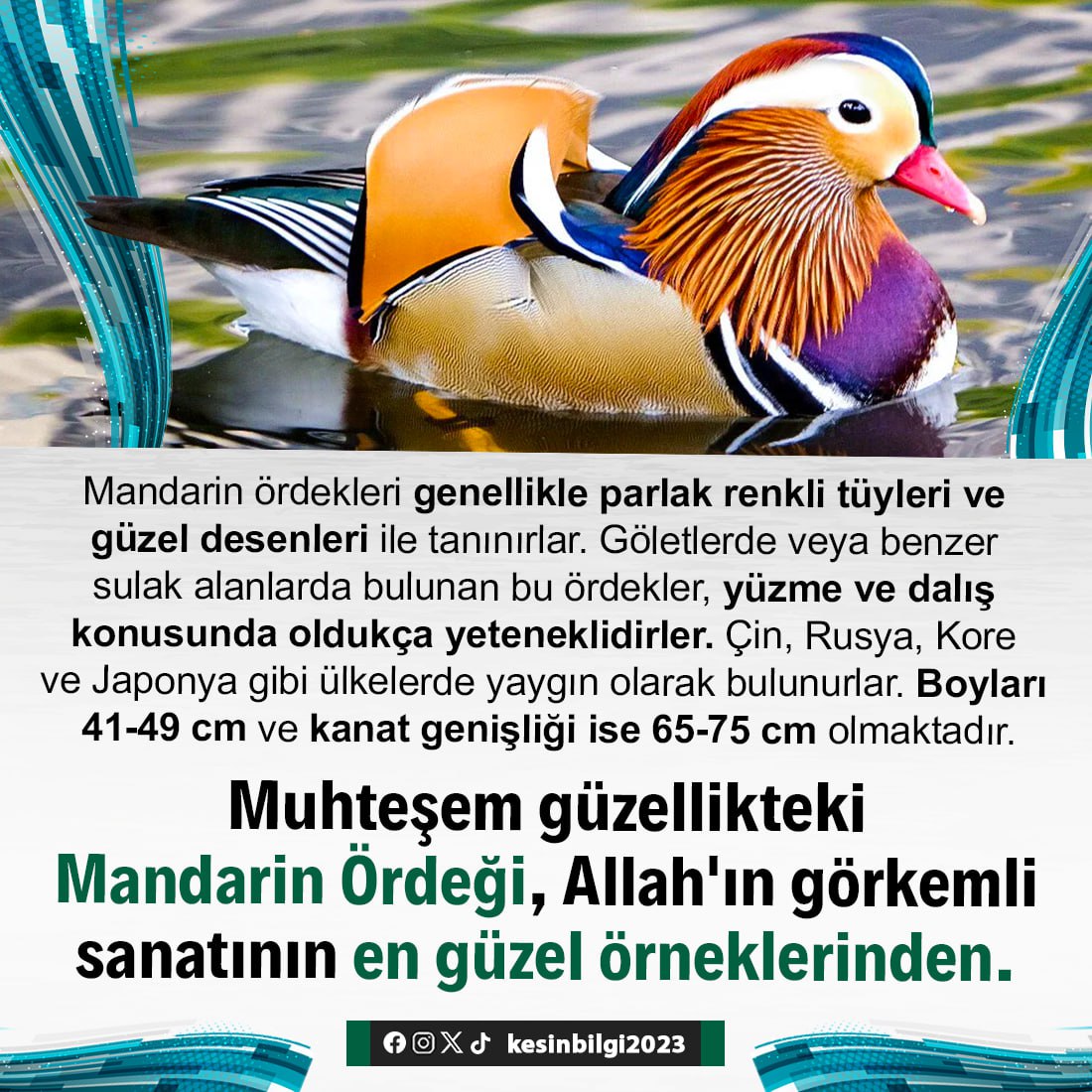 Mandarin ördekleri genellikle parlak renkli tüyleri ve güzel desenleri ile tanınırlar. Göletlerde veya benzer sulak alanlarda bulunan bu ördekler, yüzme ve dalış konusunda oldukça yeteneklidirler.