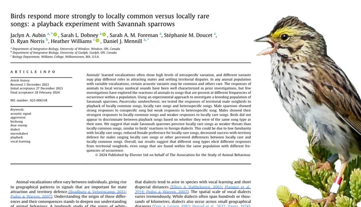 Our new paper is out in Animal Behaviour: “Birds respond more strongly to locally common versus locally rare songs: a playback experiment with Savannah Sparrows.” 📢🎶🐦
Read it here: doi.org/10.1016/j.anbe…
Paper summary by @JaclynAubin in the 🧵 below ⬇️