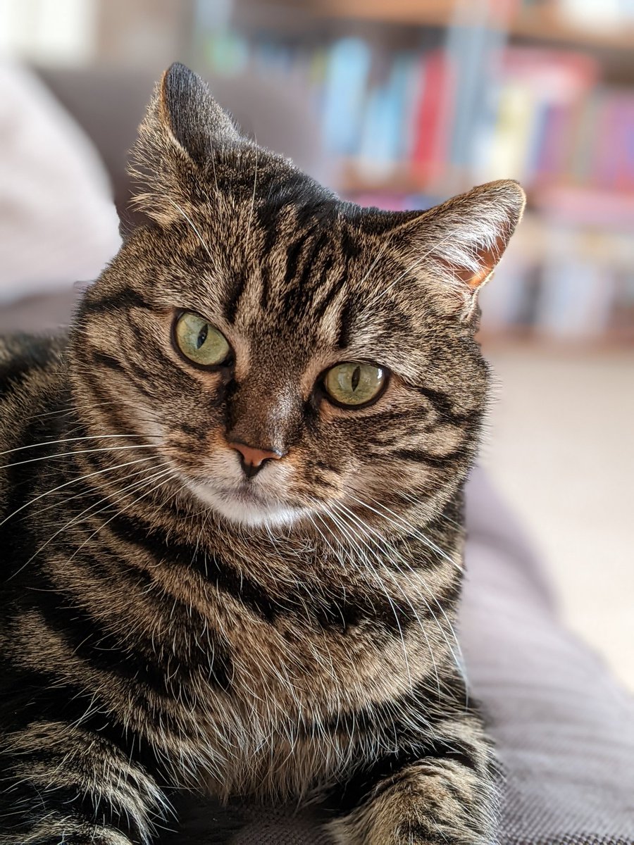 Now we need to have a chat...  I love you okay? You are brave, beautiful and kind. ❤️❤️❤️❤️❤️ Now, fetch me a treat and you will be purrfect 😹😹❤️❤️ Have a great day everyone and everyfur. #TABBY #CatsOfTwitter #Hedgewatch - spread the love shift (might have made that up 😉)