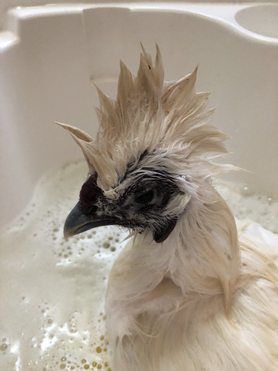 烏骨鶏（うこっけい）を洗う