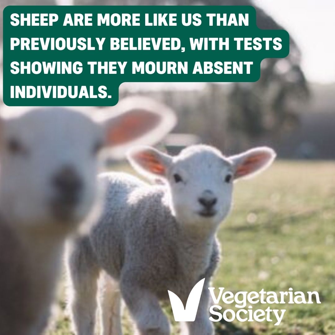Spotted lambs in the fields? Sheep are more like us than previously believed, with tests showing they mourn absent individuals. This May with Veggie Lotto (18+ only) you can help support the Baahland sanctuary more here vegsoc.org/news/help-supp…
