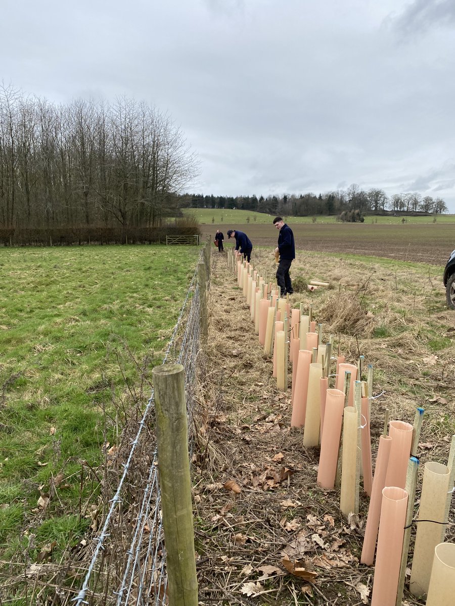 We're marking #NationalHedgerowWeek to highlight the importance of hedgerows & hedgerow trees. Read about our trial of using bio-degradable hedge guards & how they will help reduce plastic use on the Estate, here englefieldestate.co.uk/estate-news/ne… @HedgelinkUK