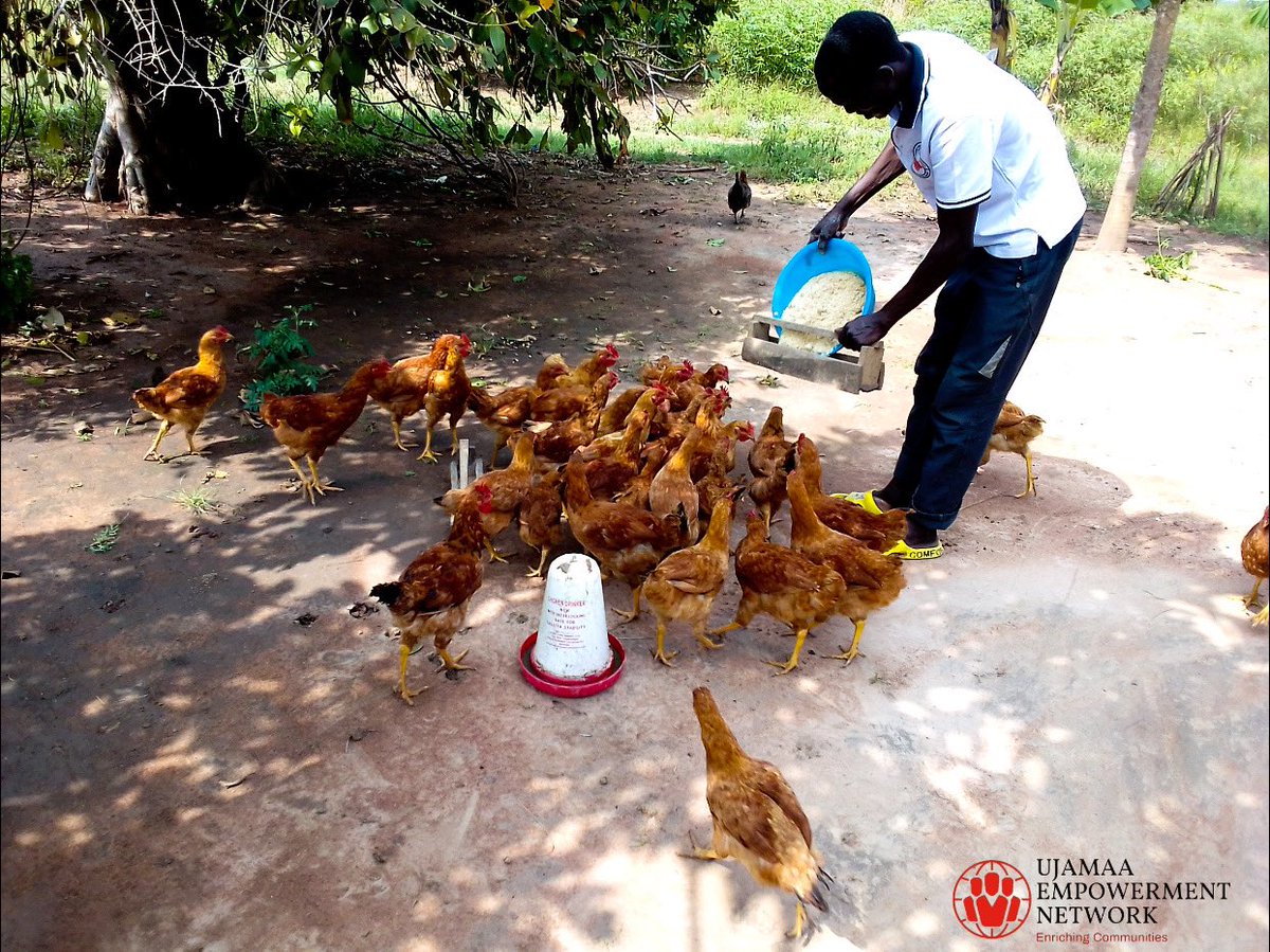 🌾🥚With a focus on income generation, food security, and environmental sustainability, Acucu Agro-Ecological Farmers Association is leading the charge in organic farming. 

Follow their journey with Ujamaa Empowerment Network

#AgroEcology
#SustainableAgriculture
#Uganda