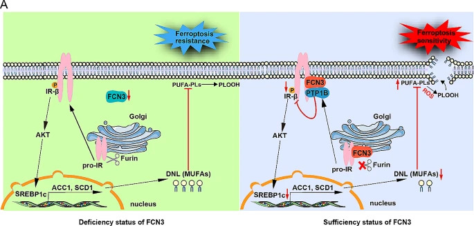 Just published!💻

#Ficolin 3 promotes #ferroptosis in HCC by downregulating IR/SREBP axis-mediated MUFA synthesis

Read here👇
jeccr.biomedcentral.com/articles/10.11…

#Hepatocellularcarcinoma