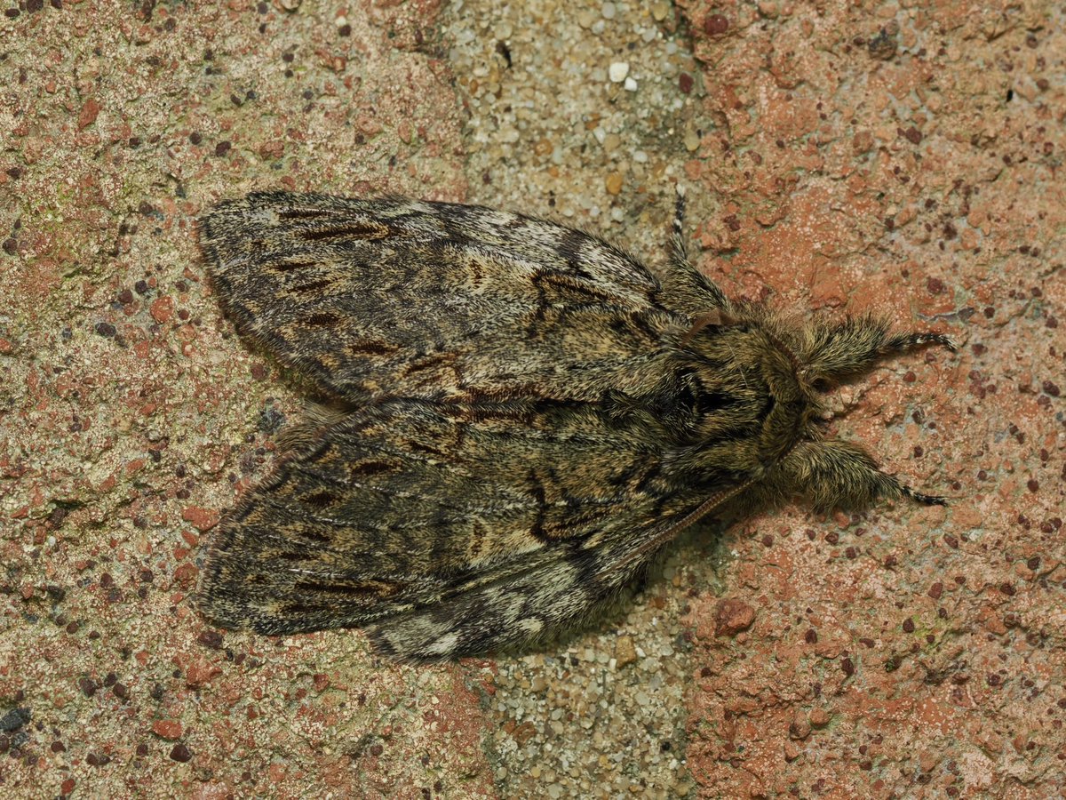 On the garage wall this morning, a Great Prominent rests. #moths #TeamMoth