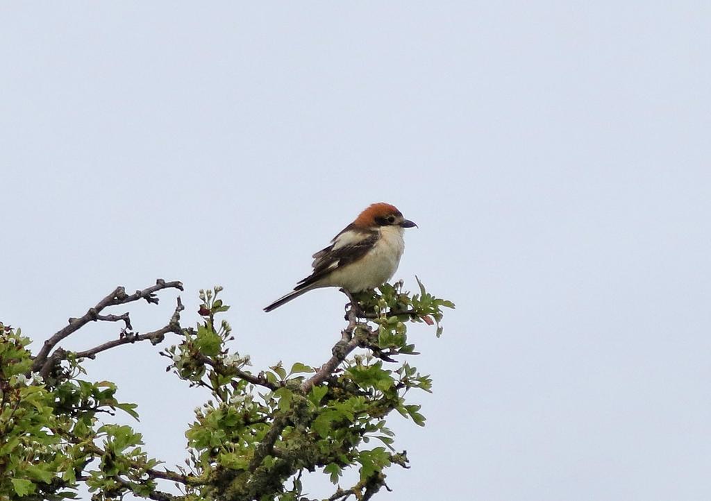 Woodchat shrike still showing well this morning. Please use the carpark and walk up to avoid blocking the passing bays. @somersetbirds