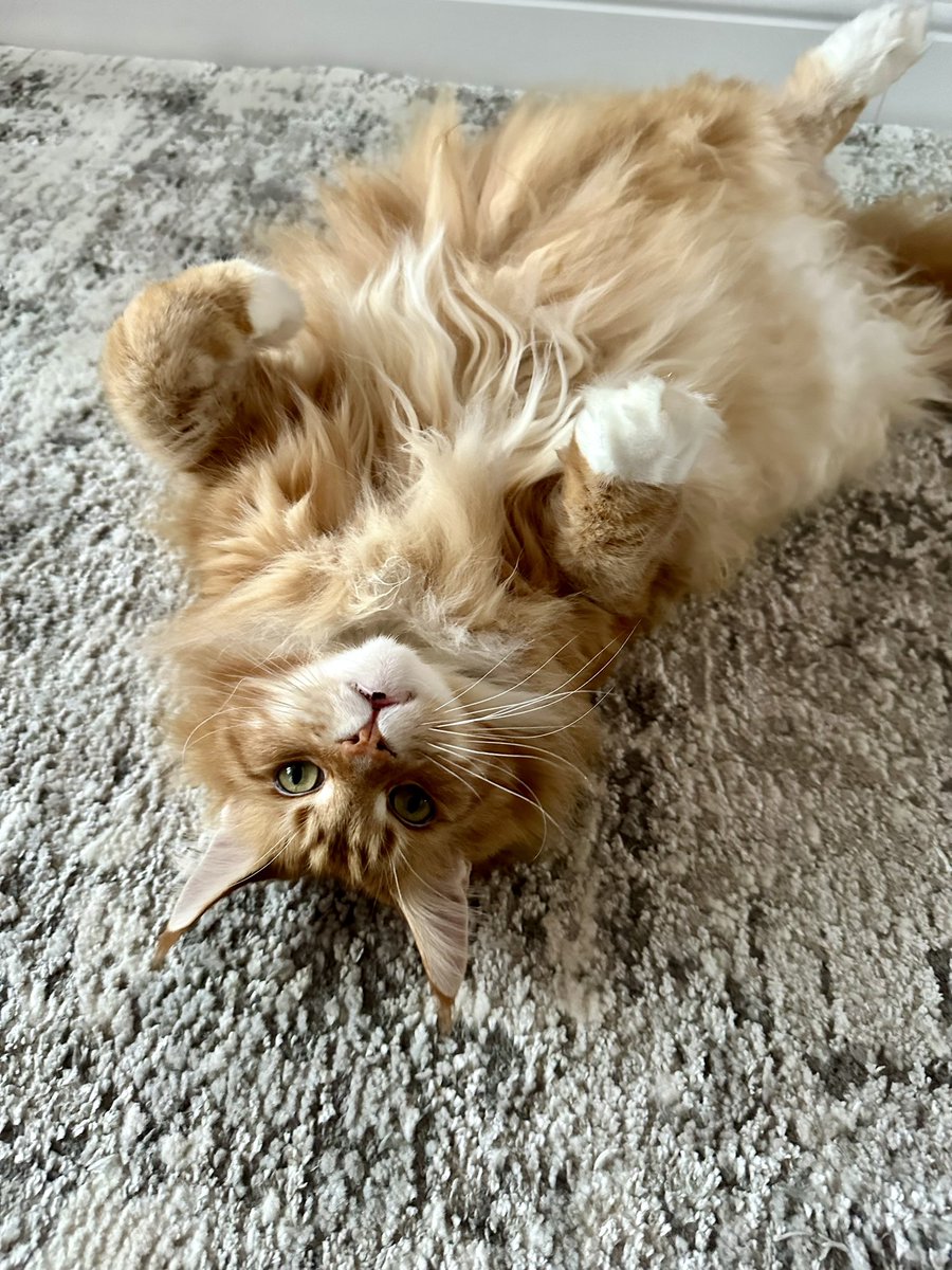 Gizmo was made for #jellybellyfriday - have a great weekend everyone! 😸😸🦁🦁 #teamfloof #CatsOfTwitter