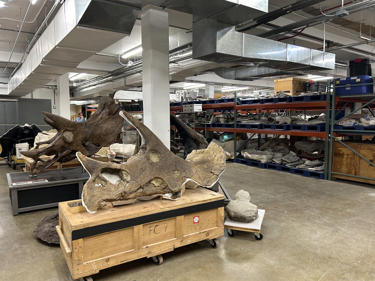 All Triceratops go to Dinosaur Heaven (and by that, I mean the @MuseumRockies collections storehouse). With @AnneBrusatte & Pops for #FossilFriday