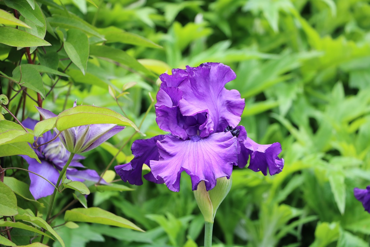 The Long Border is starting to bloom, look at these gorgeous irises! 💜 #HeverCastle