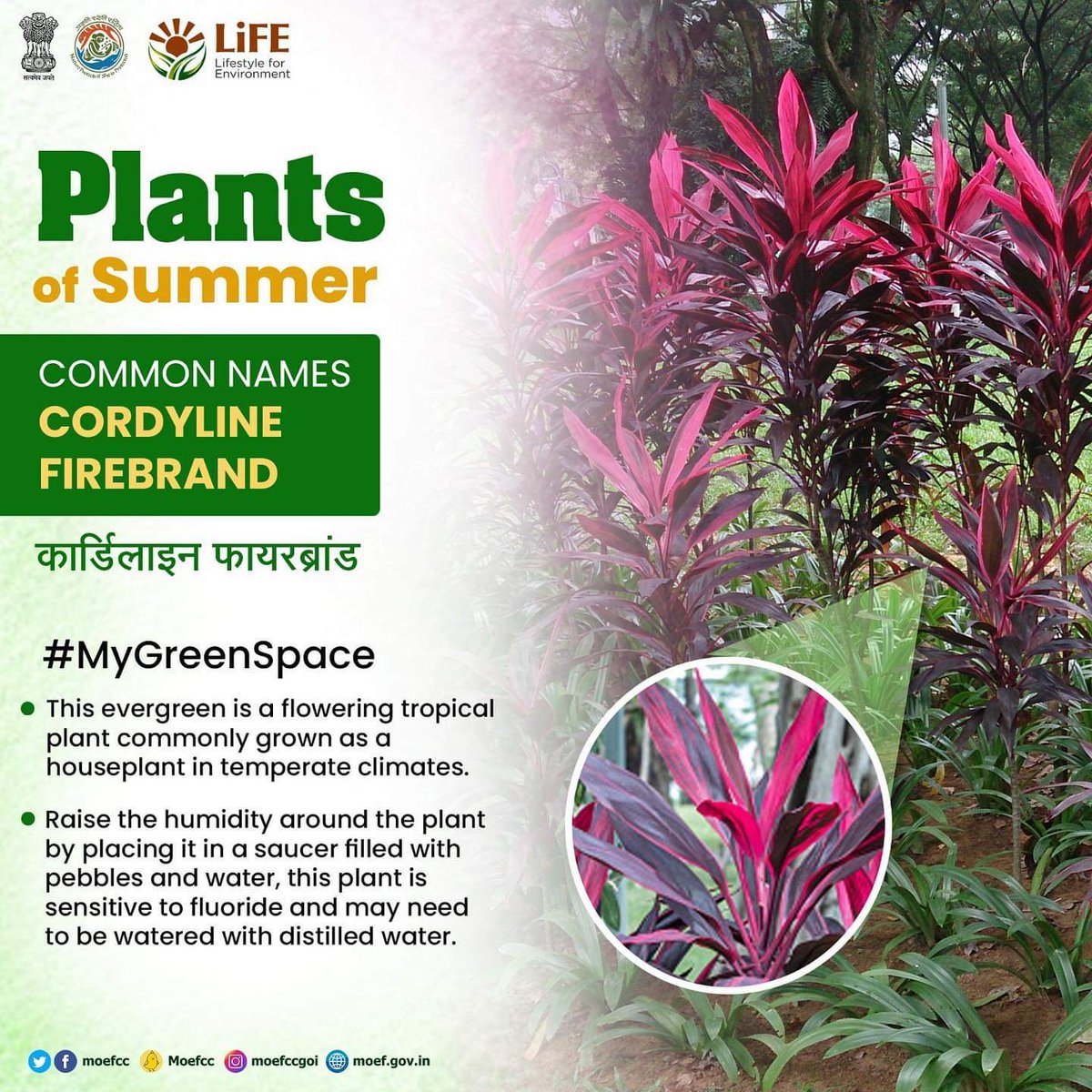 Make your summer refreshing by planting #PlantsofSummer in your indoor and outdoor spaces!

#MyGreenSpace 
#ProPlanetPeople
#MissionLiFE