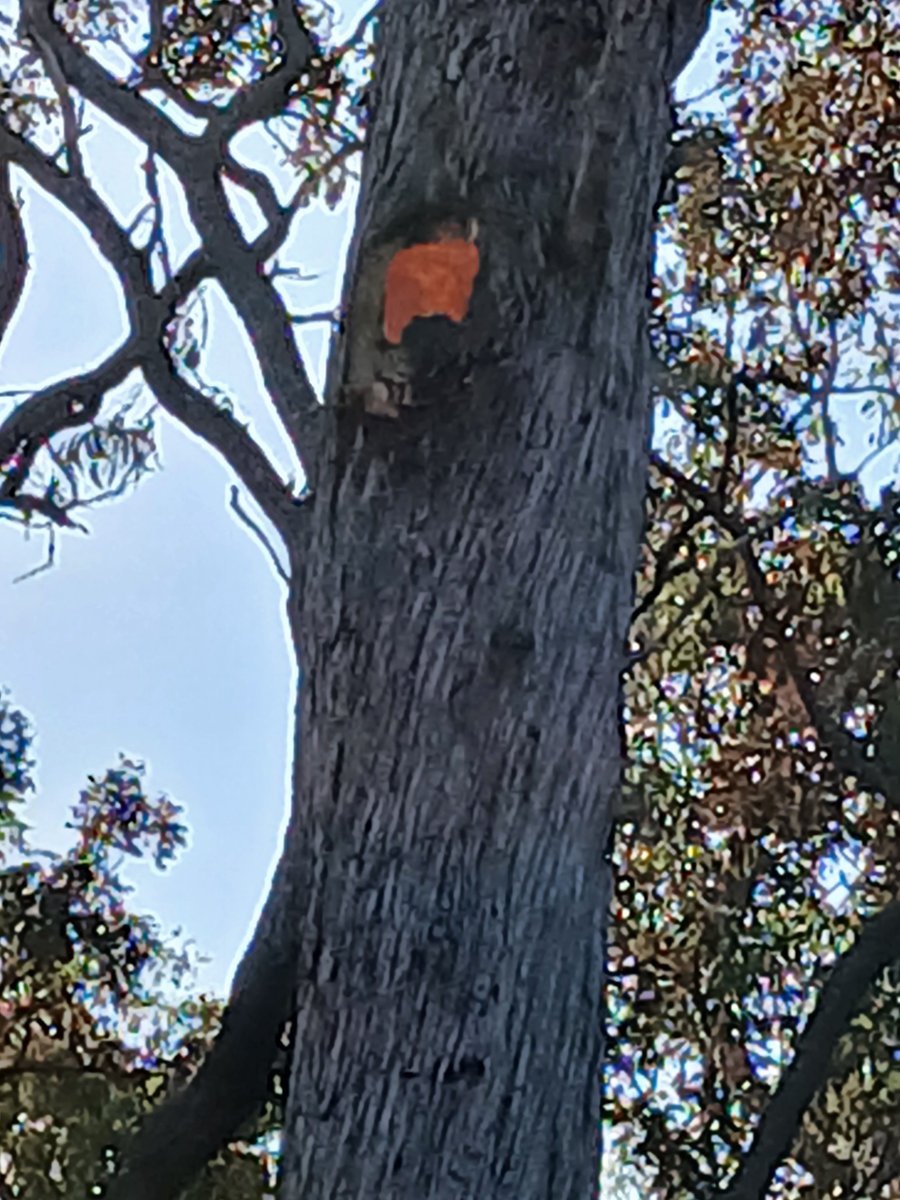 maitec (@maitec_sec) on Twitter photo Reducing #bushfire fuel loads at #NorthAustralianSatelliteValidationFacility <a href="/LitchfieldSSS/">Litchfield Supersite</a> through raking and prescribed burning this week to protect instrumentation. Came across a hollow tree that was burning inside. Reducing #bushfire fuel loads at #NorthAustralianSatelliteValidationFacility <a href="/LitchfieldSSS/">Litchfield Supersite</a> through raking and prescribed burning this week to protect instrumentation. Came across a hollow tree that was burning inside.