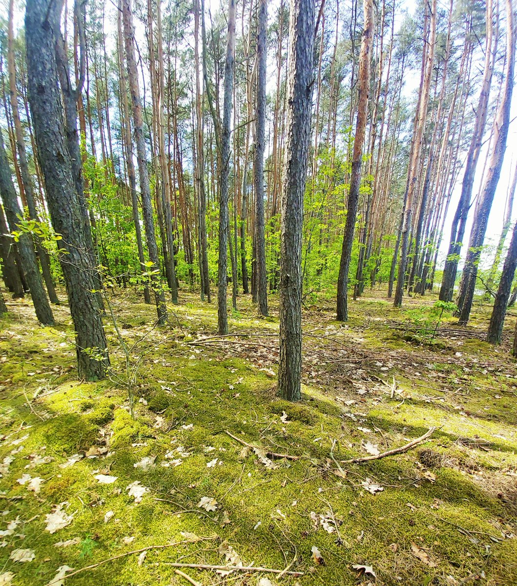 🌲🌳🌲Żaden las się przede mną nie uchowa😁
#majowka #warsztatydladzieci