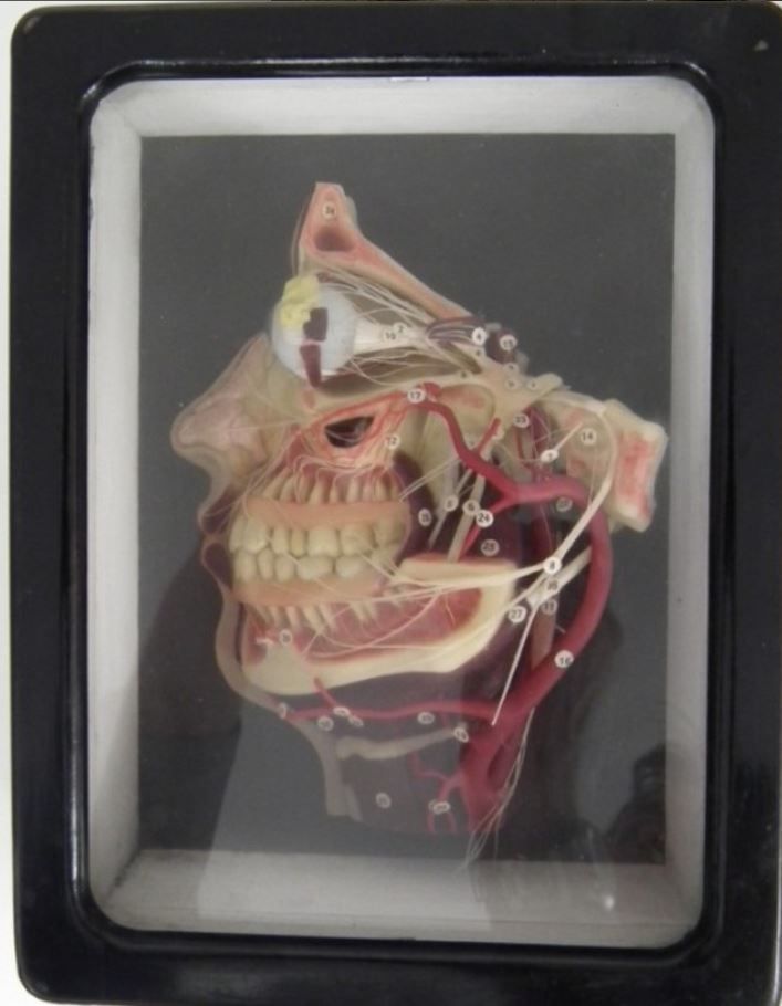 This wax anatomical model of the human face is from the mid 20th century. Models like this would allow students to study teeth and nerves. Each anatomical landmark is numbered.