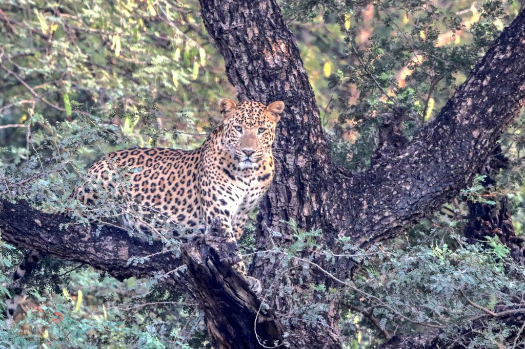 On the occacion of #InternationalLeopardDay here is the most photographed Leopard of North India Rana. #IndiAves #TwitterNaturePhotography #wildlifephotography #ThePhotoHour