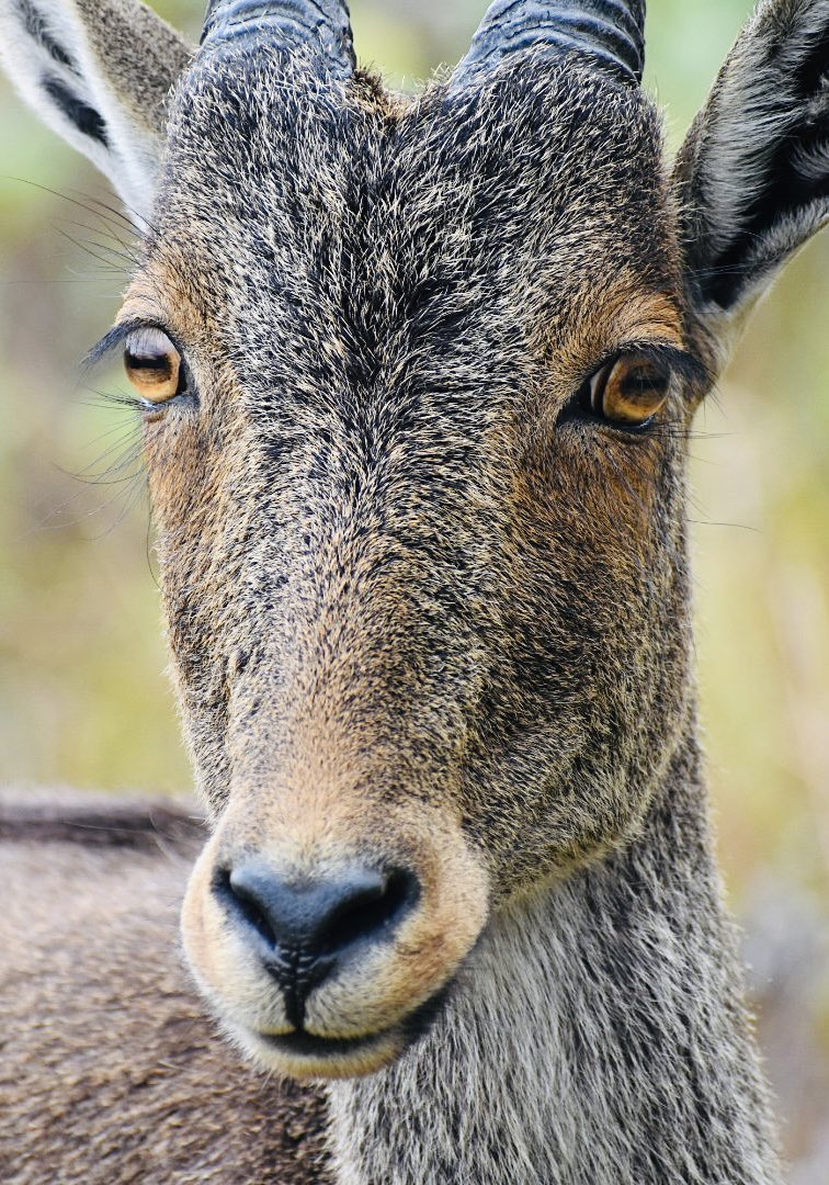 The Nilgiri tahr is a stocky goat with short, coarse fur and a bristly mane and  can be found only in India. It inhabits the open montane grassland habitat of the South Western Ghats montane rain forests ecoregion.
#theme_pic_India_wildlife