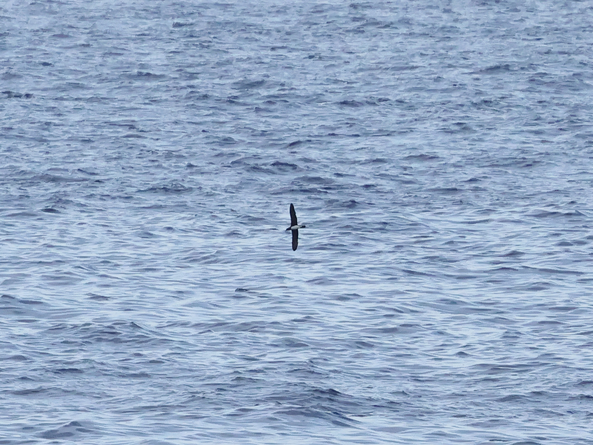 A couple of iconic seabirds seen on the West Pacific Odyssey. New Zealand Storm-petrel, believed extinct since 1850 but refound in Hauraki Gulf in 2003. Beck's Petrel, after just two specimens in 1928/9, it was conclusively rediscovered off New Ireland in 2007.
