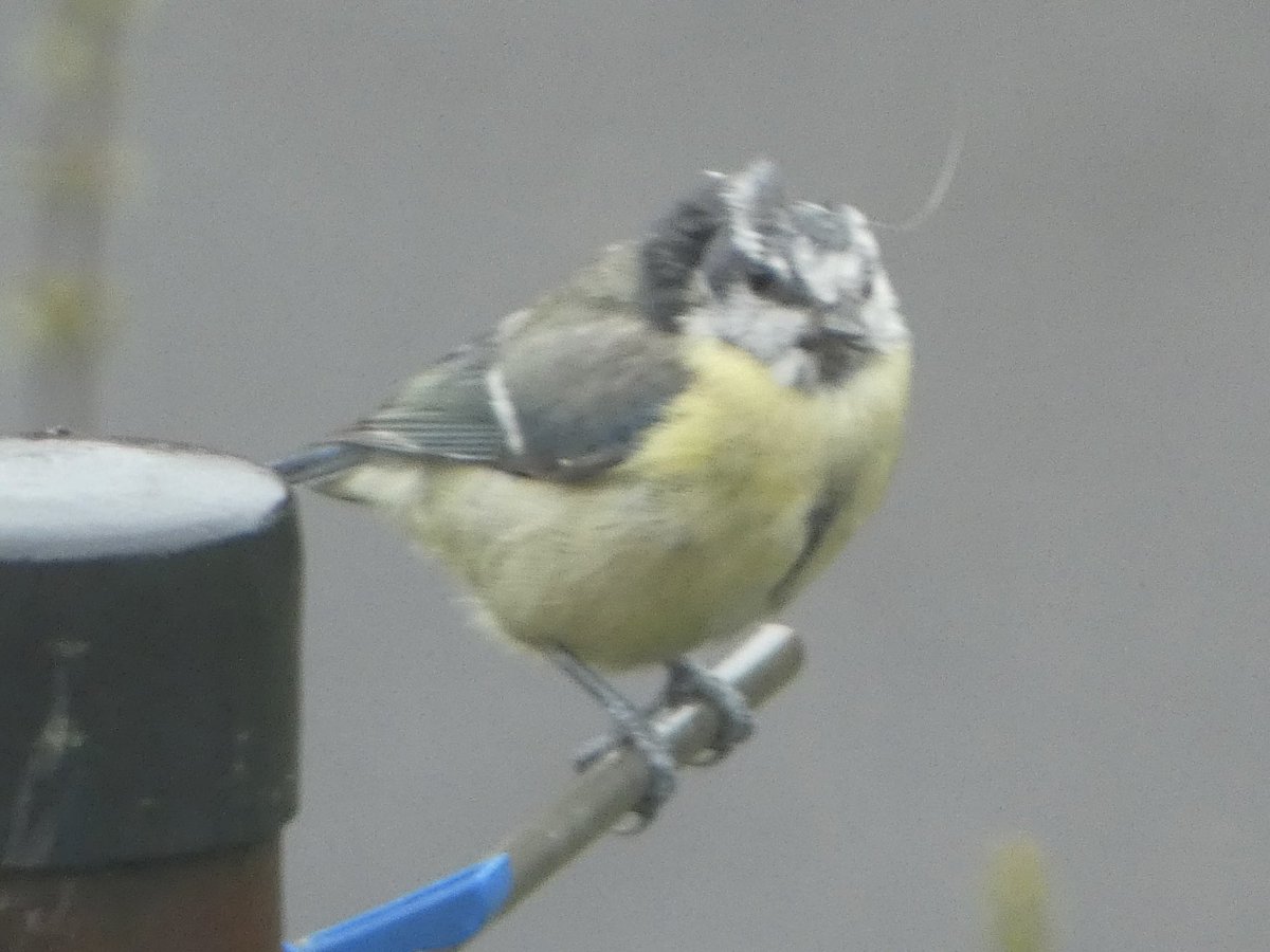 Looks like the balding blue tit is trying out some new wig styles 😂#NaturePhotograhpy #nature #wildlifephotography #wildlife #photograghy #birds #birdphotography #bluetit