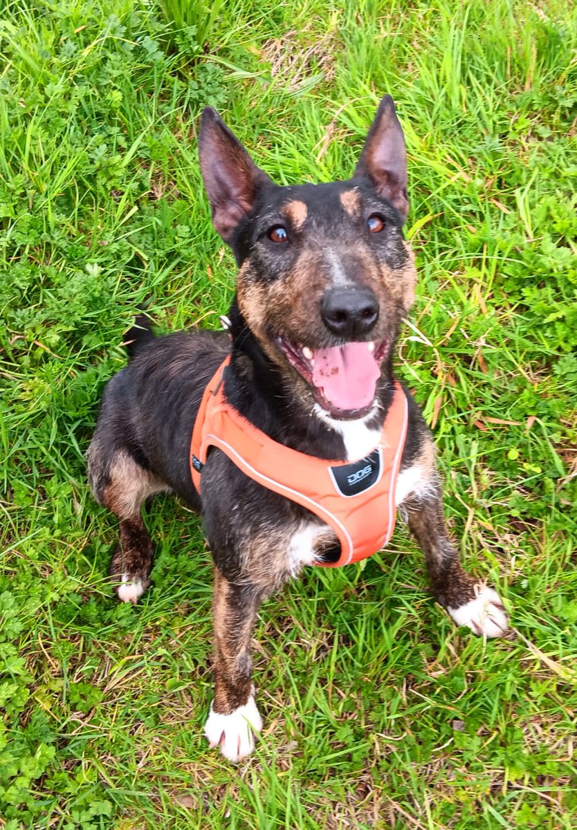 She'll always be delighted to see you 💙 Poppy is a 2-year-old bouncy, energetic girl who loves to play. She would prefer to be the only dog in the home. Poppy enjoys her walks and getting to investigate every new smell she meets. 🐶: ispca.ie/rehoming/detai…