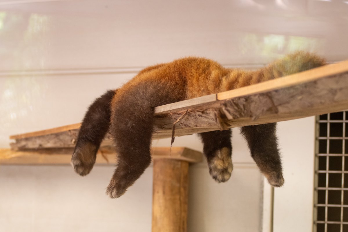 ソラちゃんの新お昼寝スポット
いろんな姿を見せてくれます🥰

#ソラ
#レッサーパンダ
#羽村市動物公園