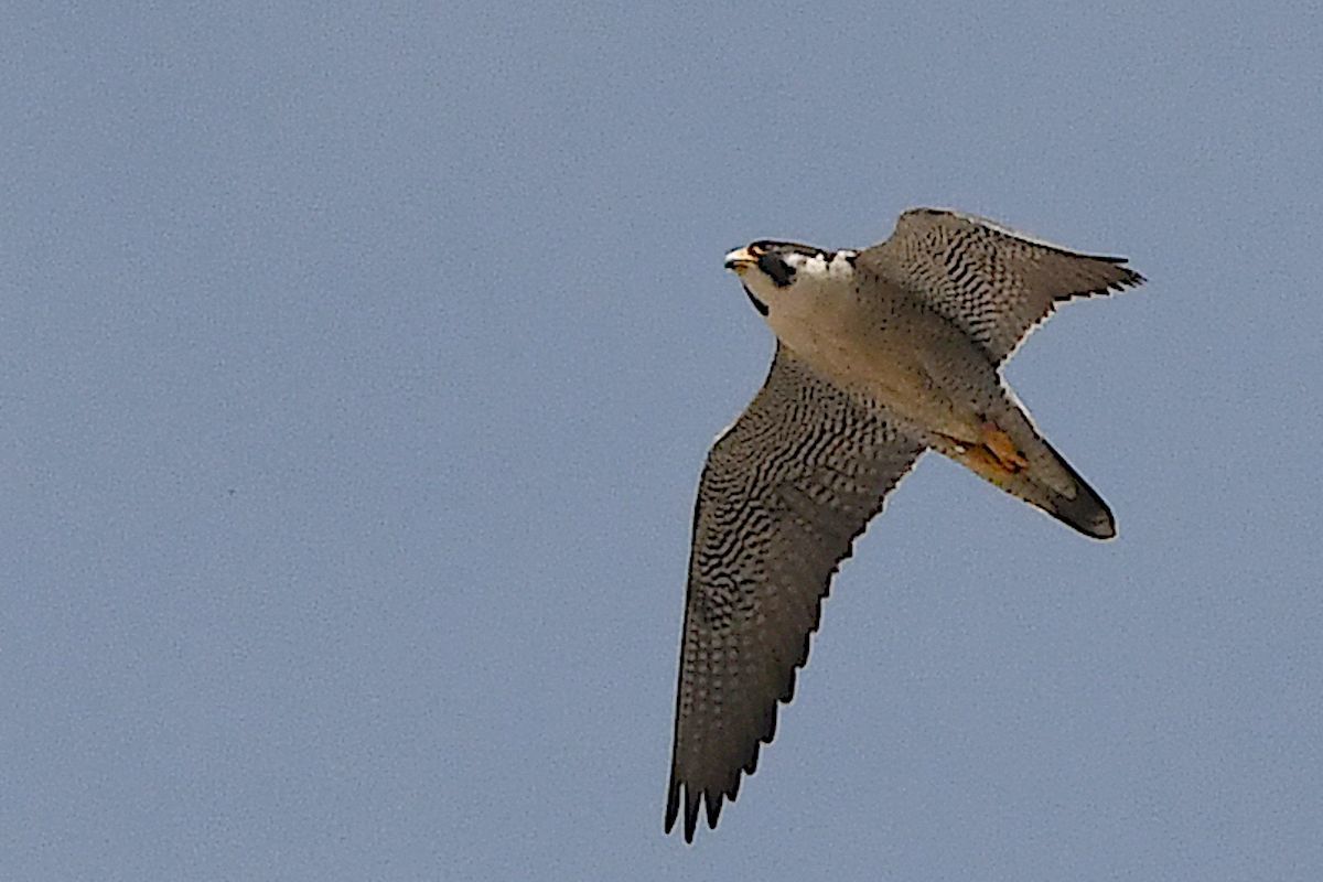 In the media: Peregrines, spring migration and birding birdsoutsidemywindow.org/2024/05/03/in-… (photo by Jeff Cieslak)