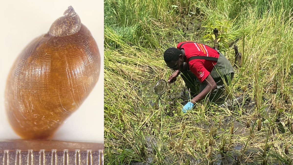 Invasive freshwater snail species identified in Malawi by @LSTMnews scientists raise concerns about disease control. #PublicHealth 🐌 With potential impacts on human and animal health, vigilance and targeted research will be needed. Read more ➡️ lstm.ac/4bcNvt0