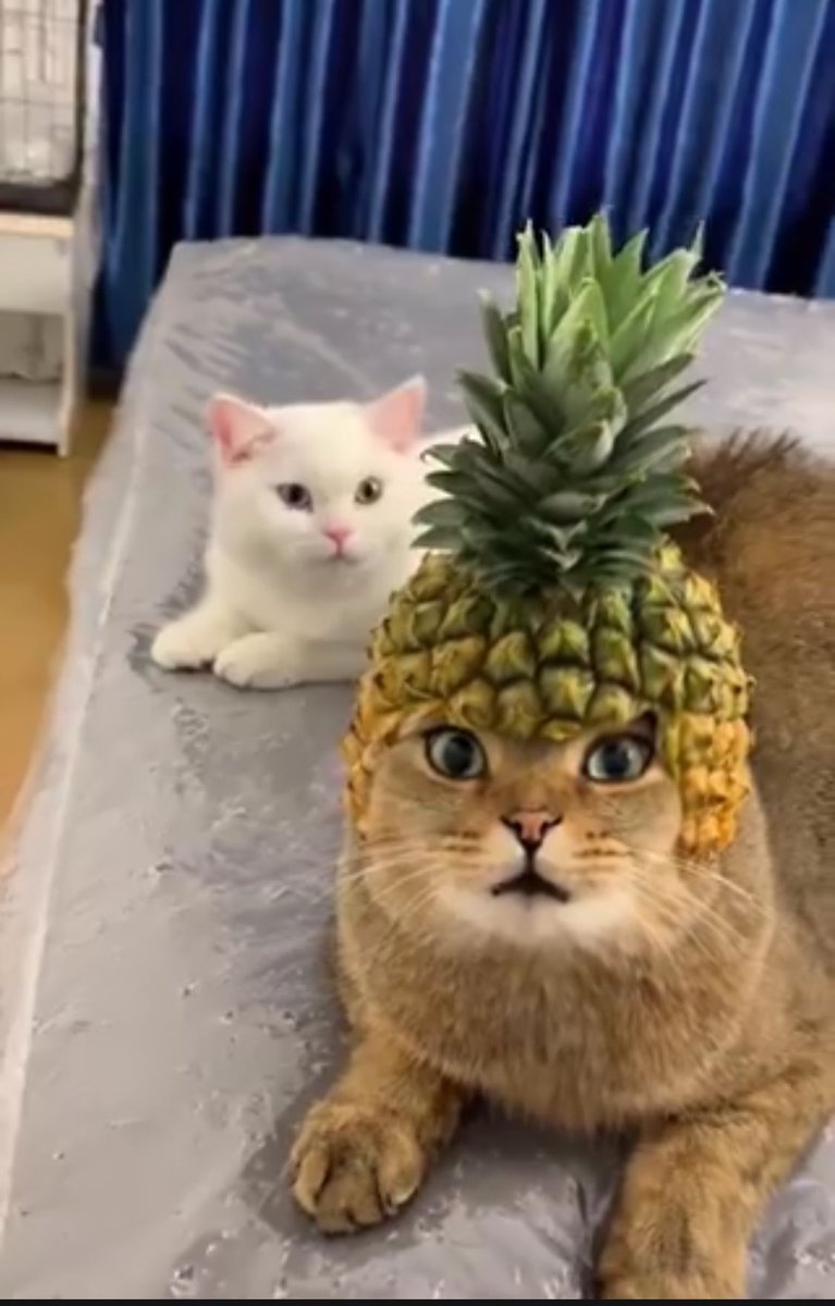 Pineapple cat.