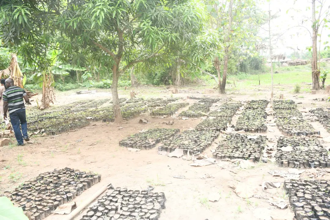 FRINOFFICIAL's tweet photo. DID YOU KNOW?
Onigambari Research Station, Idi- Ayunre, Ibadan is the oldest outstation established in 1966 as an experimental plot? Presently, the station has the capacity to produce one million seedlings from its nursery.
#FRIN #forestrylife #FRINnursery https://t.co/dXuTRxJL0H