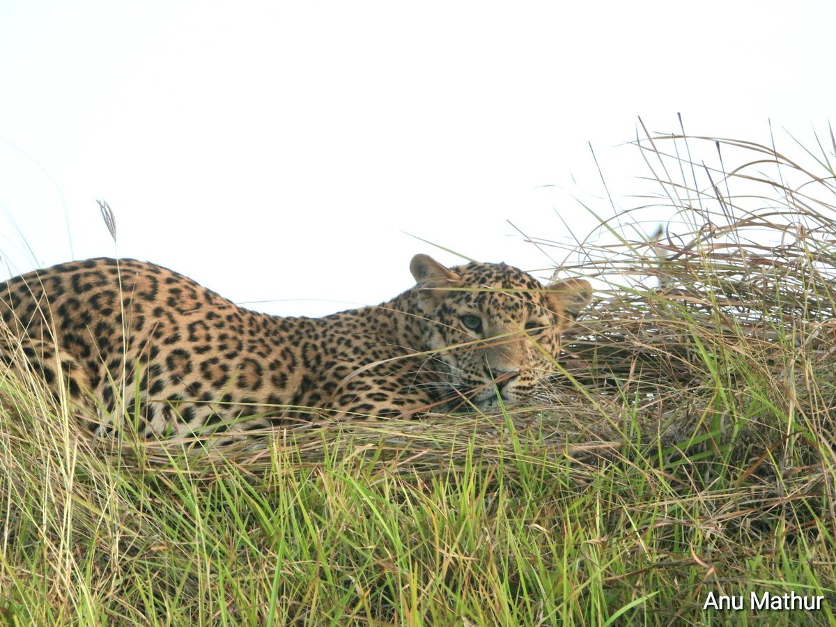 My first sighting of #leopard in the wild #Pilibhit  #InternationalLeopardDay 
#IndiAves #WildlifeConservation #FridayMotivation #TwitterNaturePhotography #wildlifephotography #ThePhotoHour