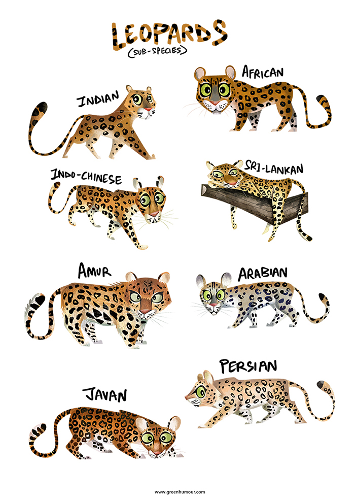 Brush up your #leopard sub-species, this #WorldLeopardDay ! Prints and merchandise on redbubble.com/shop/ap/160896… , shipped worldwide #leopards #bigcats #greenhumour #wildlife #cats