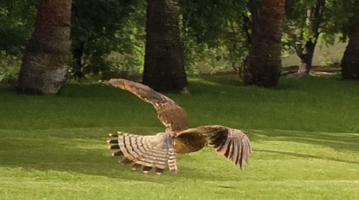 IngramTania's tweet photo. Kestrel outside the room everyday #Capeverde https://t.co/HbRMi0OoQa