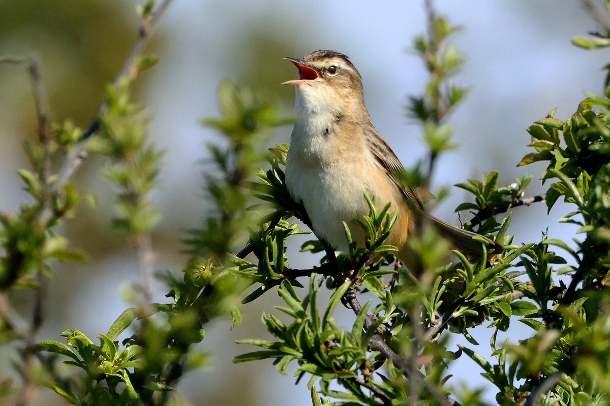 Sedge Warbler at Dungeness.