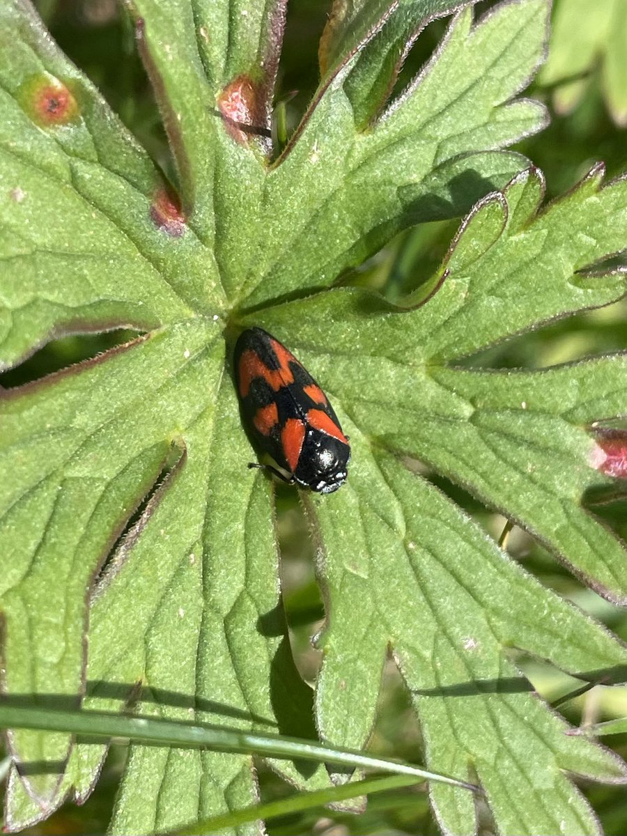 Many thanks to St Thomas Moore RC College for their help in planting wildflowers this week! Over 600 plugs went in, leading to a total of 3650 so far. A bonus Red and Black Froghopper spotted too! #ellaskitchen #wildflowers #pollinators