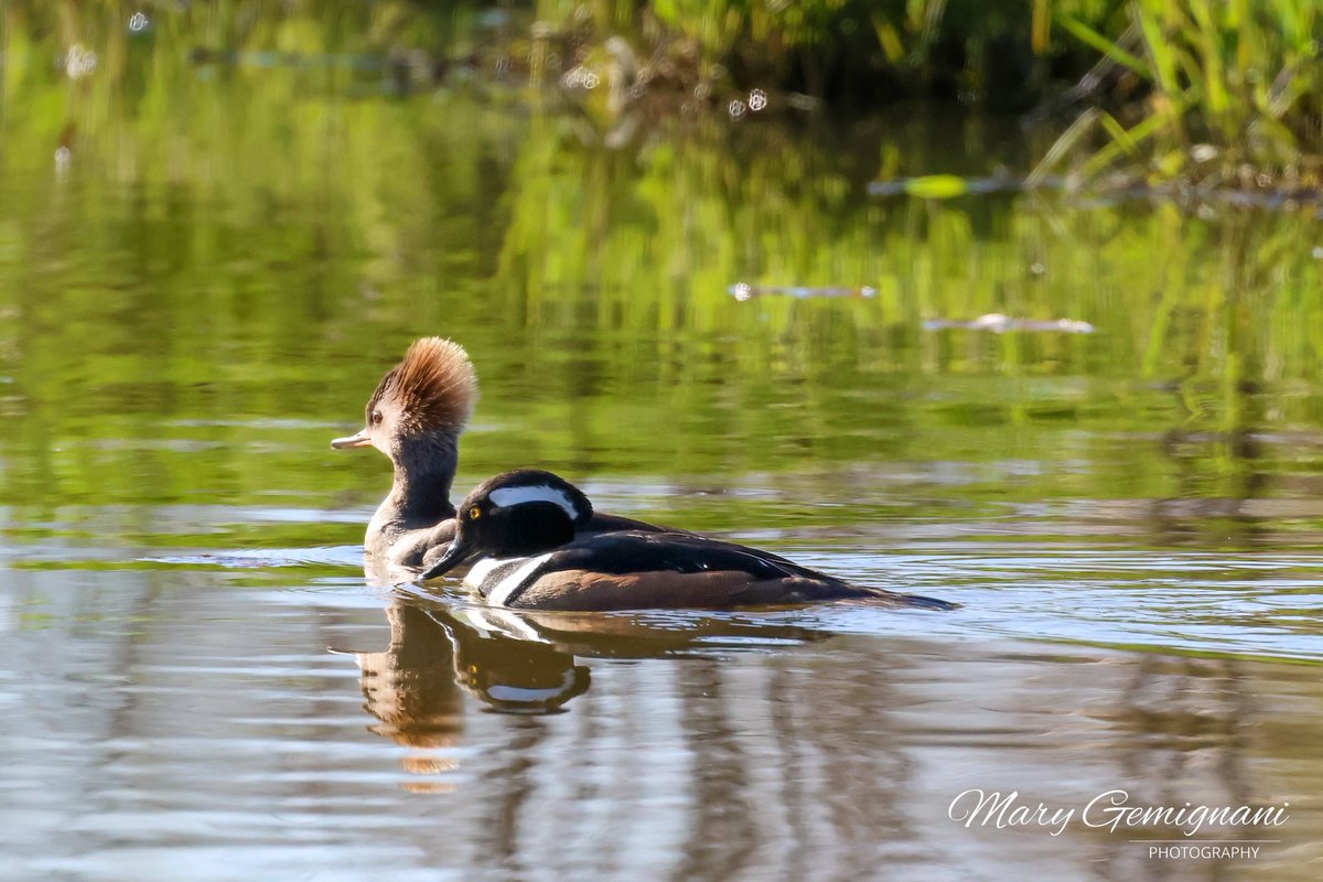 Mr and Mrs Hooded Merganser paying a visit to the pond.