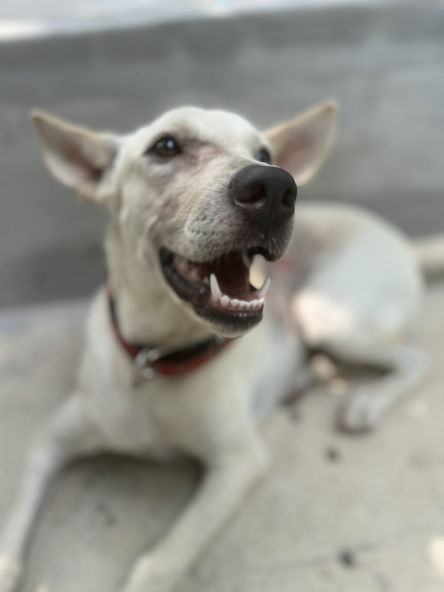 This is the story of Joy. A Thai street dog we’ve been treating for the last 2 weeks. She’s had a fantastic recovery and was able to check out yesterday but then the strangest thing happened. It’s hard to know what to do. Let me explain… (1/7) 🧵