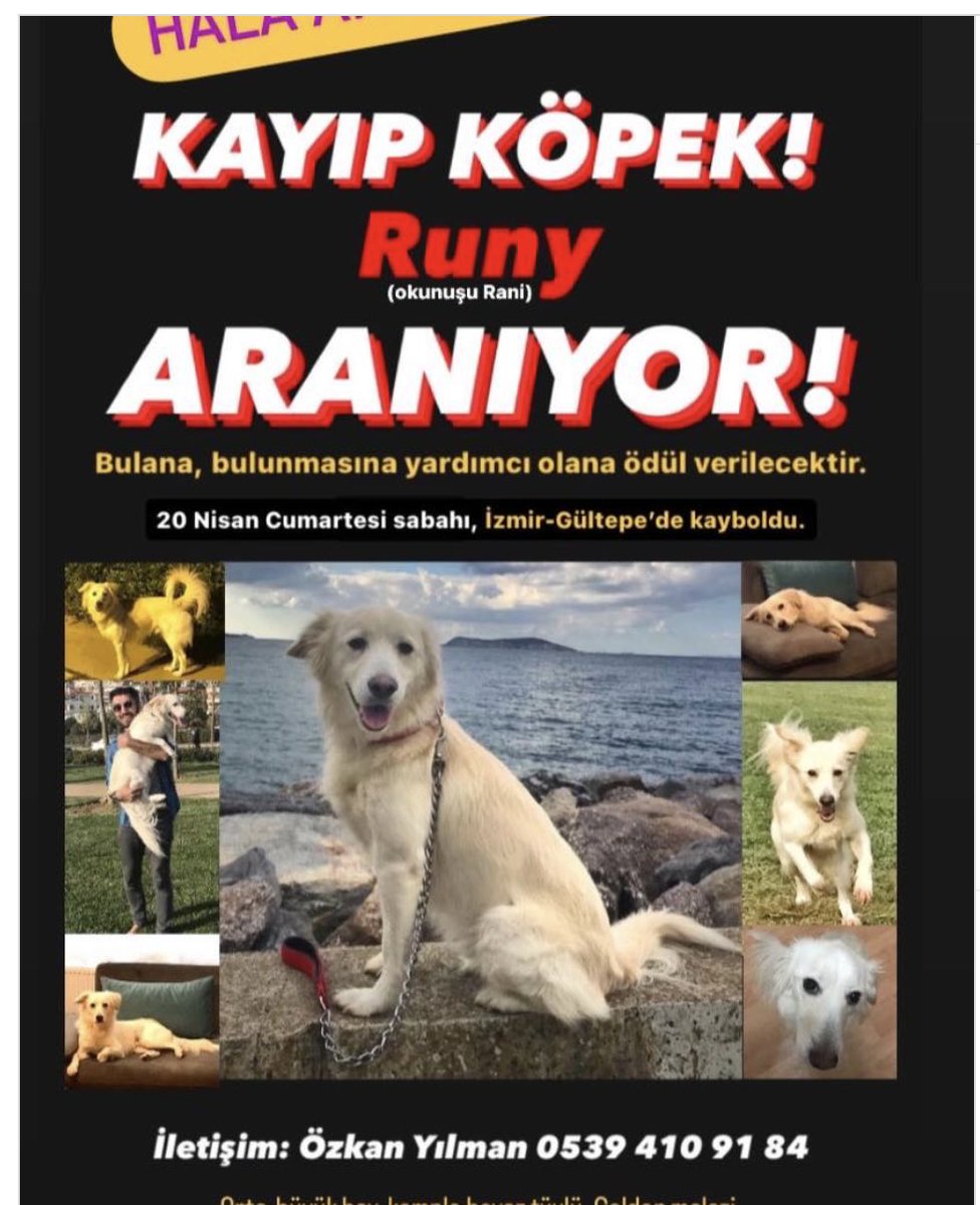 Arkadaşımınızın köpeği kayıp! İzmir-Gültepe #kayıp #kayıpköpek