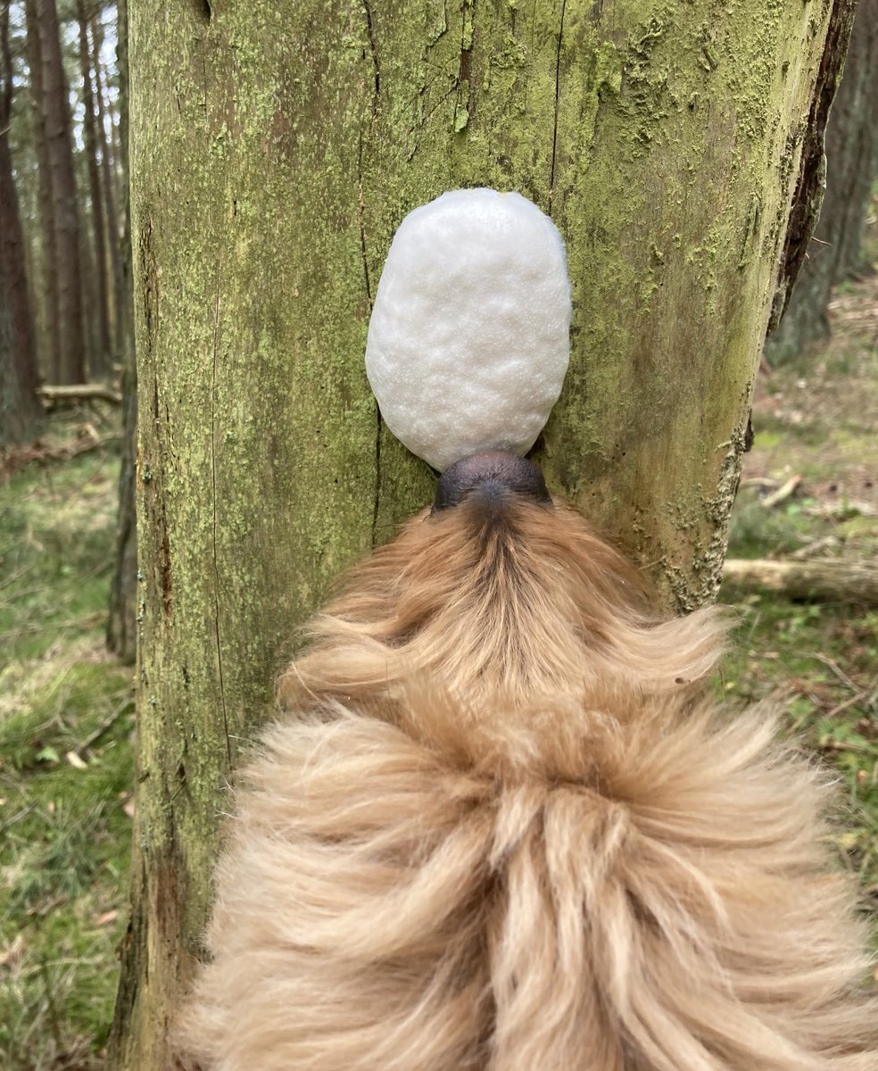 And finally, dog balances prawn cracker on nose.