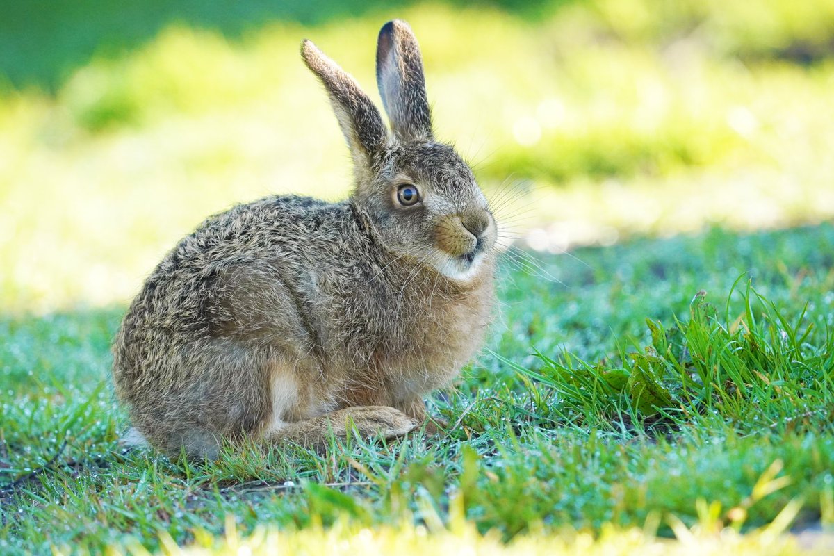 Happy hare says happy Friday 😉. A leveret (uncropped) at the amazing @ElmleyNNR . @HPT_Official @VisitKent @BBCSpringwatch @bbcsoutheast @KentWildlife