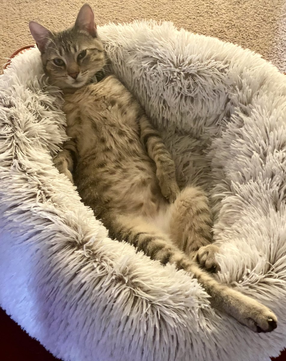 This is Lester kitten for #jellybellyfriday We hope you have a fabulous #Friday 💖#TooSexy #CatsOfTwitter #catsofX #TabbyTroop #FridayVibes #miamiGP