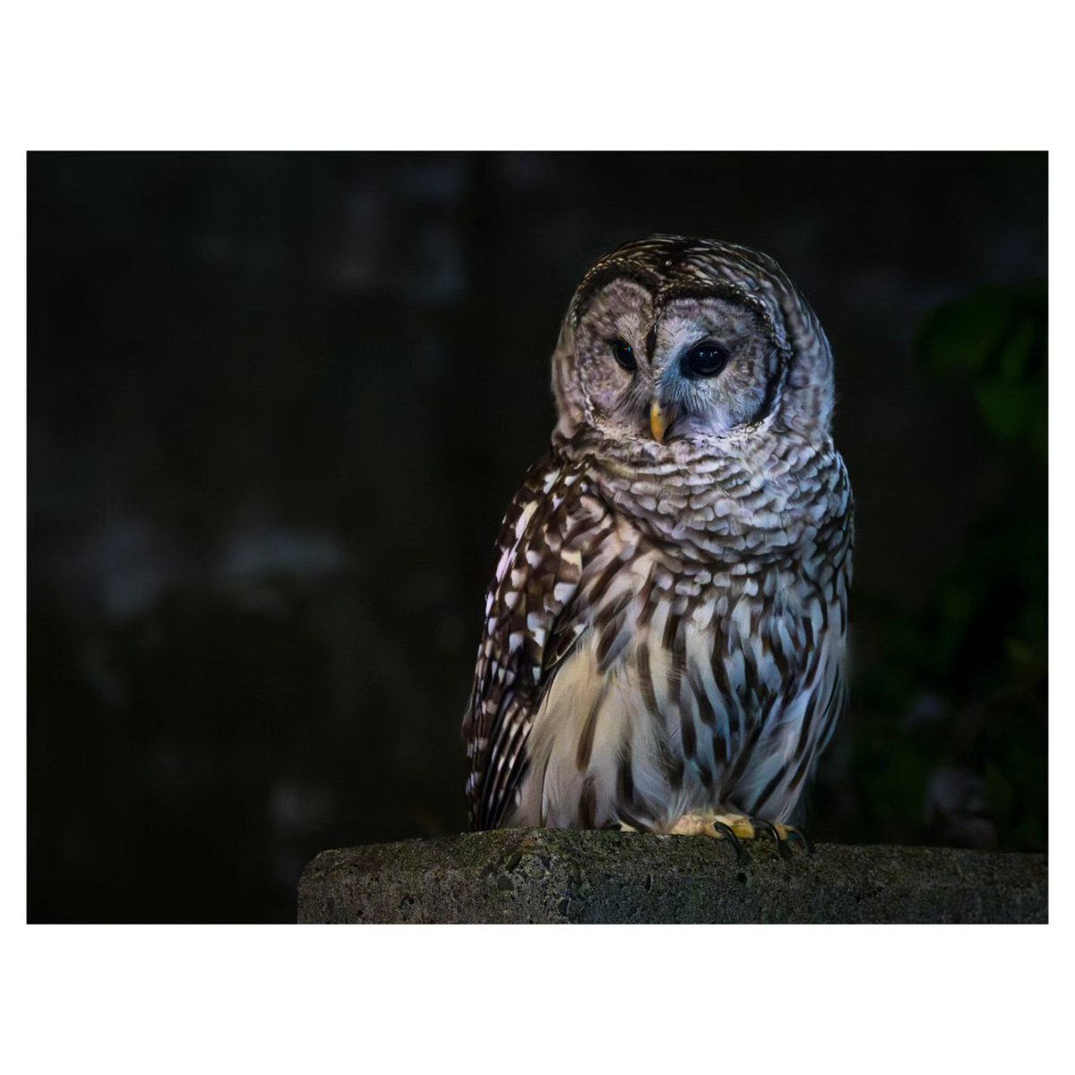 While I was taking this photo of the space needle, an awesome lady pointed out to me that there was an owl sitting nearby. 

Although i couldnt get a better image of the owl than this, that was definitely a night to remember!

#spaceneedle #seattle #nighttimephotography